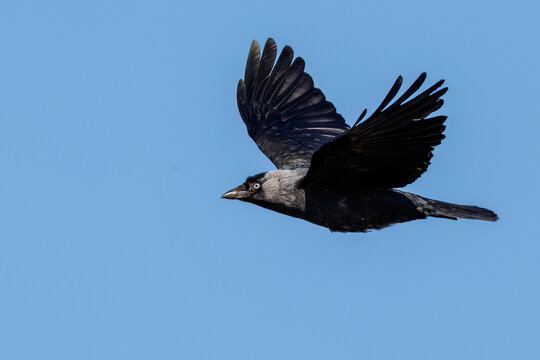 Dohle (Corvus monedula)