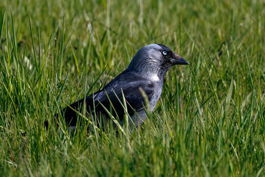 Dohle (Corvus monedula)