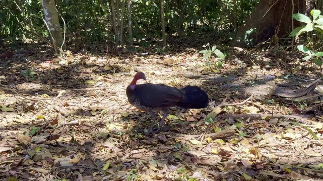 Wild bush turkey on the forest floor in dense tropical rainforest at Cape York, northern Queensland, Australia. Natural habitat scene in remote wilderness with lush vegetation and wildlife behavior.