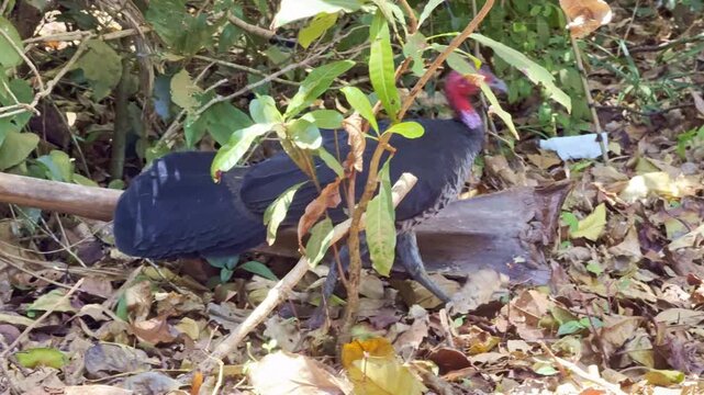 Wild bush turkey on the forest floor in dense tropical rainforest at Cape York, northern Queensland, Australia. Natural habitat scene in remote wilderness with lush vegetation and wildlife behavior.