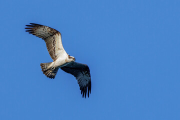 Obraz premium Fischadler (Pandion haliaetus)