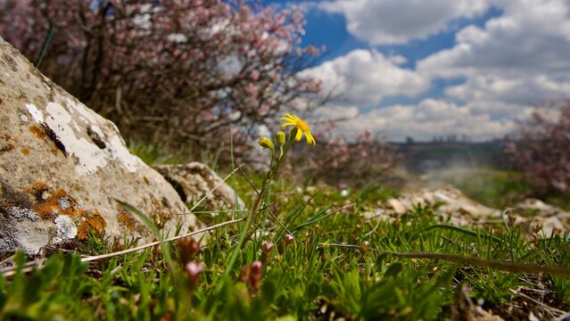Lone Yellow Wildflower Blooming in a Rugged Rocky Spring Landscape