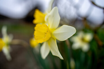 Fototapeta premium Close up of yellow and white daffodil flower with blurred spring garden background, showing blooming narcissus in natural outdoor setting.