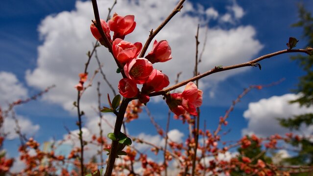 Vibrant Red Japanese Quince Blossoms Against a Vivid Blue Sky