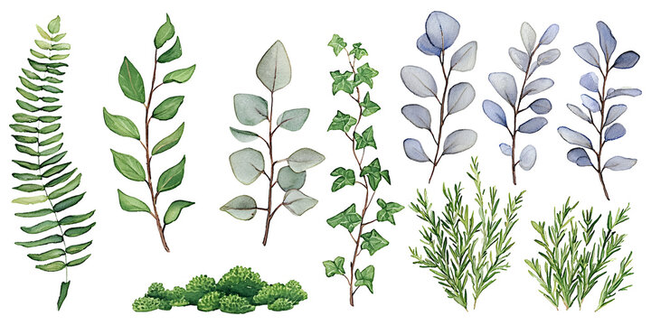 Watercolor Plants" Images  Browse 4,958 Stock Photos, Vectors, and Video |  Adobe Stock