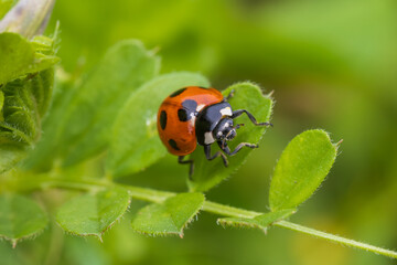 Obraz premium ladybug