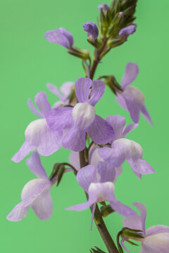 Canada toadflax