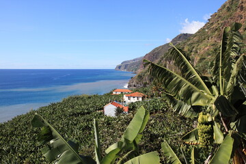 A scenic view of a banana plantation on the lush green cliffs of Madeira, overlooking the Atlantic Ocean  © Willy Matheisl