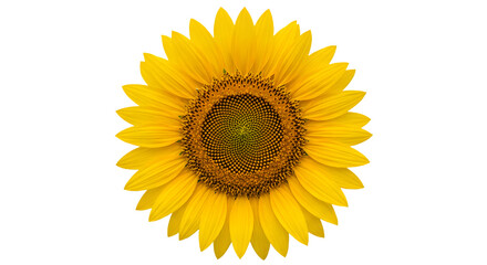 Fototapeta premium Isolated Sunflower Head in Full Bloom with Intricate Seed Pattern on White Background