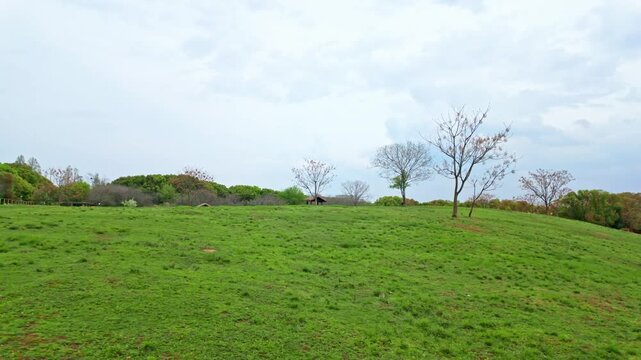 Liangzhu Ancient City Ruins Park Green Grassland Solitary Tree View