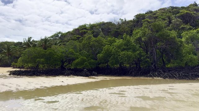 Cinematic shot of mangroves along a shallow white sand beach in Somerset, Cape York, northern Queensland, Australia. Tropical coastline with calm water and remote natural scenery.