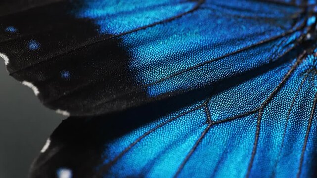 Closeup of vibrant blue butterfly wing detail
