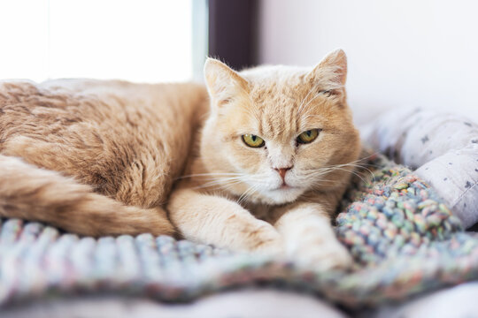 Quiet feline repose. Composed ginger tom perched on warm knitted coverlet in sunny indoor setting