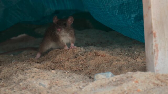 A small brown rat moving slowly on sand while exploring area close to blue plastic sheet.