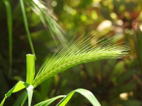 Natura