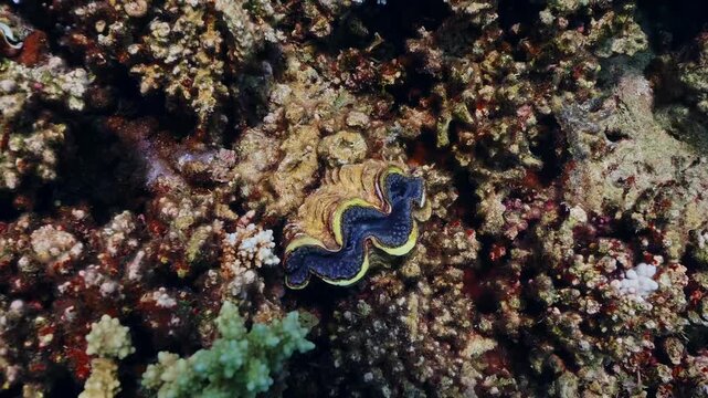 Underwater footage captures a colorful giant clam likely Tridacna maxima or Tridacna squamosa nestled within a thriving coral reef ecosystem. The intricate patterns and textures of the clam's mantle a