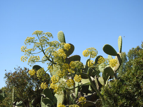 Natura