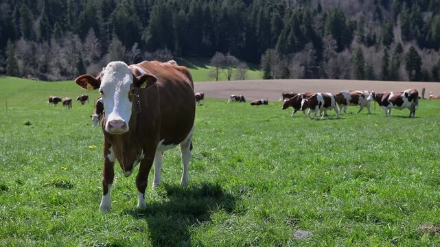 Video of a cow walking toward the camera in the Bernese Oberland, surrounded by green spring meadows and alpine mountains in the background