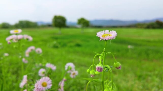 Green grassland daisy