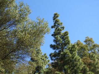 Fototapeta premium Natura
