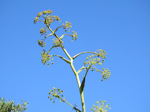 Ferula