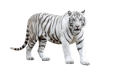 Fototapeta premium A regal white feline with dark stripes, poised and alert. It walks confidently, showcasing its powerful build. The animal stands out against a blank background