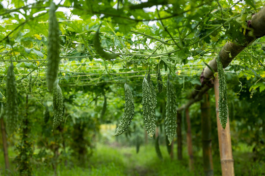 Bitter gourd growing on vine in vegetable garden agriculture farm