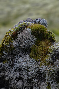 View of moss and lichen blanketing a rock in a symphony of green and grey textures, Skaftarhreppur, Skaftarhreppur, Iceland.