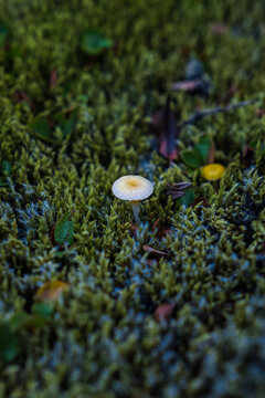 View of a small white mushroom stands out amidst a carpet of vibrant green moss, highlighting the delicate beauty, Skaftarhreppur, Iceland.
