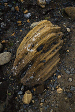 View of a textured, layered rock standing out against the dark gravel and earth, creating a striking contrast of color and form, Skaftarhreppur, Iceland.