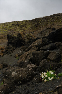 View of dark volcanic rocks contrast with delicate white flowers against a backdrop of mossy green slopes and a somber sky, Skaftarhreppur, Iceland.
