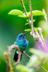 Obraz premium Iridescent hummingbird perched in lush green bokeh