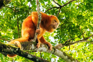 Golden howler monkey in tropical rainforest tree © TravelPhotoBloggers