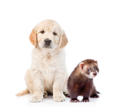 Golden retriever puppy and ferret looking at camera together. Isolated on white background