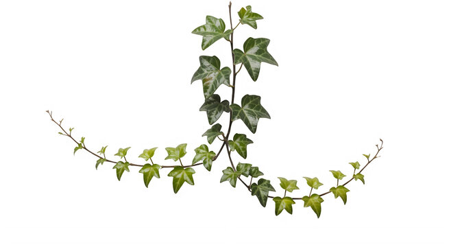 variegated ivy vine on transparent background 