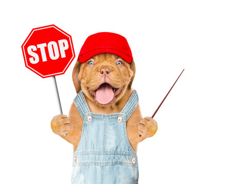 Happy Mastiff puppy wearing red cap and overalls showing stop sign and pointing away on empty space. Isolated on white background