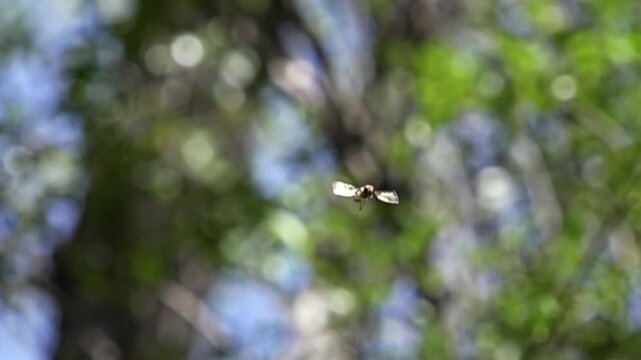 Front View Super Slow Motion (960fps) of Hovering Hoverfly, Insect Symmetric Flight in Mid-air, Science and Nature Documentary Footage, Macro Photography
