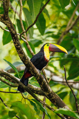 Obraz premium Colorful toucan perched in tropical rainforest