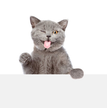 Winking cat with tongue out looks above blank white banner. isolated on white background