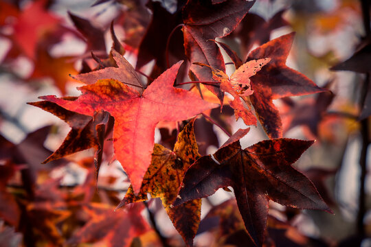 red maple trees line Oshikoji Dori street in Kyoto Nov 24 2025