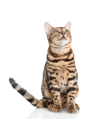 Fototapeta premium Curious bengal cat sitting in front view looking up on empty space and sniffing the air. Isolated on white background