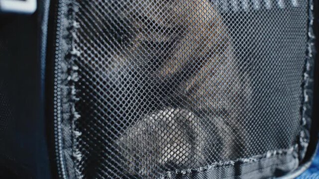 Cat in a carrier safe and sound for travel