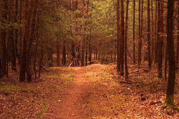 Fototapeta premium spring in the forest