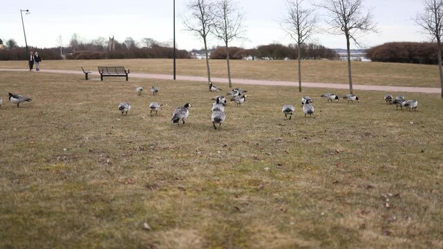 Flock of barnacle geese moving across a city lawn in Helsinki capturing everyday nordic urban wildlife with calm motion natural behavior and relaxed park atmosphere