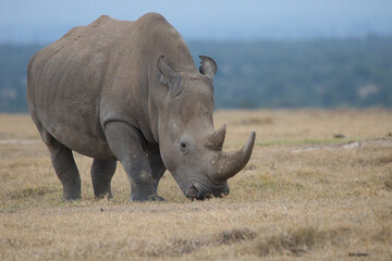 Fototapeta premium The white rhinoceros (Ceratotherium simum) is a large and powerful animal, but it is threatened by poaching because of its horn.