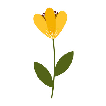 yellow flower illustration isolated on white background