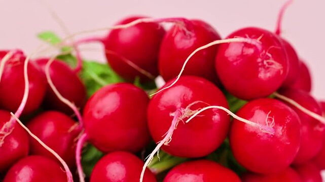 Vibrant Radish Harvest: A close-up shot of a bountiful harvest of fresh radishes, showcasing their vibrant red hues and crisp green leaves.