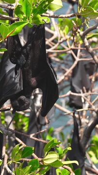 Large group of bats hanging on trees along Yardie Creek in natural habitat