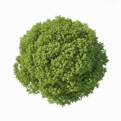 Fototapeta premium Green Tree Top View Isolated on White Background Stock Photo