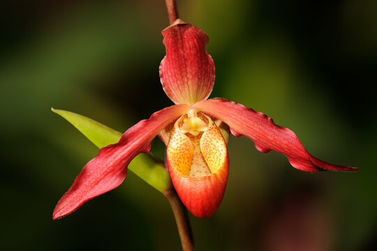 Slipper Orchid (Phragmipedium besseae)